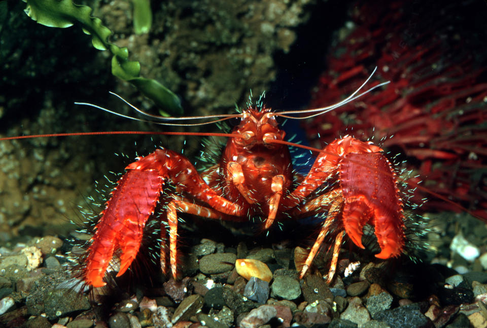 Closeup of lobster underwater