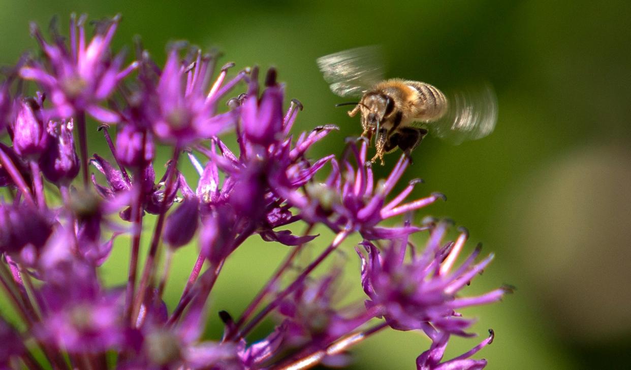 A bee visits a flower in the gardens of Rod Maust and Martha Yoder Maust at their Herron-Morton Place home Friday, May 5, 2023.