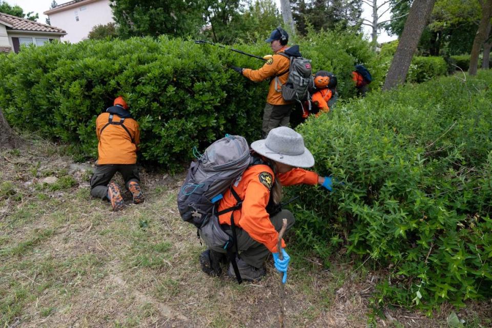 Volunteers from the Yolo County Search and Rescue Team look for evidence from the stabbing murder of Karim Abou Najm  near Sycamore Park in Davis, Monday, May 1, 2023. It was the second of three stabbings – two fatal – in Davis in less than a week.