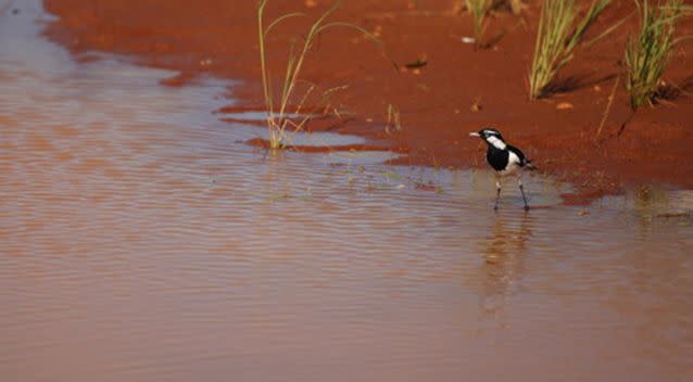 The bird was a peewee, also known as a magpie lark. Source: Getty Images / Stock image