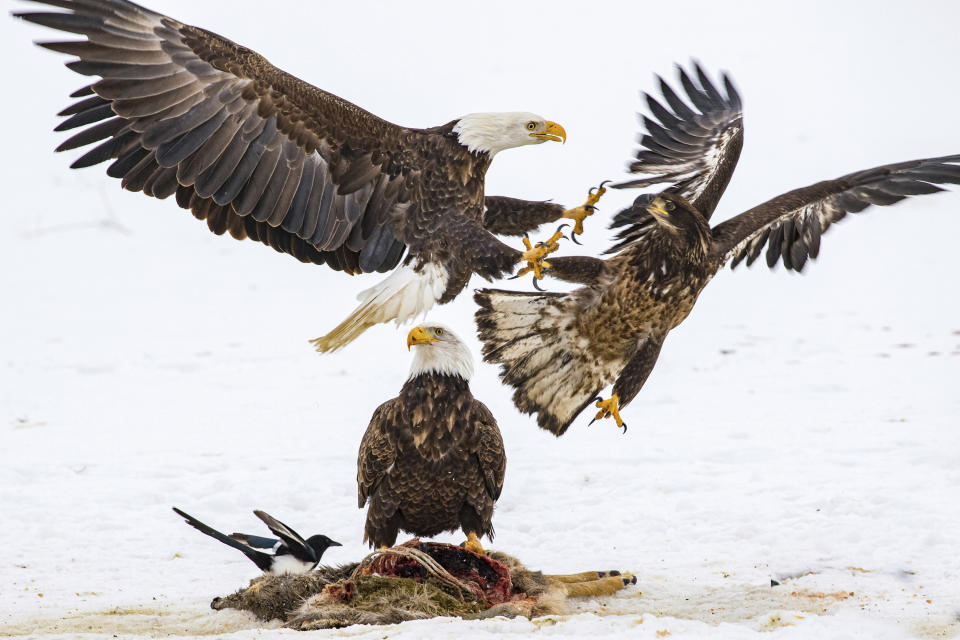 In this photo provided by Estelle Shuttleworth in February 2022, bald eagles compete for a deer carcass in Montana. While the bald eagle population has rebounded from the brink of extinction since the U.S. banned the pesticide DDT was banned in the U.S. in 1972, harmful levels of toxic lead were found in the bones of 46% of bald eagles sampled in 38 states, from California to Florida, researchers reported in the journal Science on Thursday, Feb. 17, 2022. (Estelle Shuttleworth via AP)