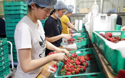 Workers sort and pack strawberries at the Chambers Flat Strawberry Farm in Chambers Flat, Queensland - Credit:  Tim Marsden/AAP
