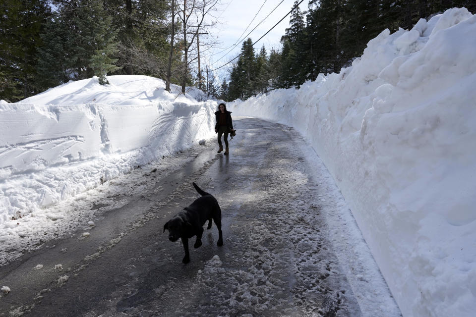 A resident walks her dog along a freshly snow-plowed street after a series of storms, Wednesday, March 8, 2023, in Lake Arrowhead, Calif. (AP Photo/Marcio Jose Sanchez)