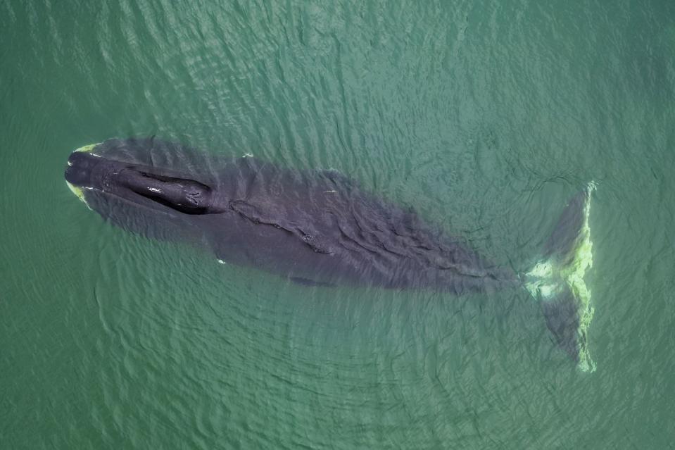 <p><strong>State Marine Mammal: Bowhead Whale </strong></p><p>It probably comes as no surprise that the Moose is the official land mammal of <a href="https://alaska.gov/kids/student.htm" rel="nofollow noopener" target="_blank" data-ylk="slk:Alaska;elm:context_link;itc:0;sec:content-canvas" class="link ">Alaska</a>, but the Bowhead Whale was declared the state’s marine mammal in 1983.</p>