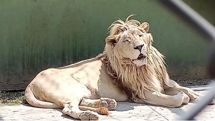 A lion is shown at the property