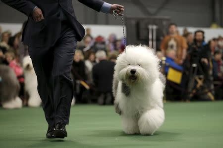 A handler runs an Old English sheepdog in the ring during judging at the 2016 Westminster Kennel Club Dog Show in the Manhattan borough of New York City, February 15, 2016. REUTERS/Mike Segar