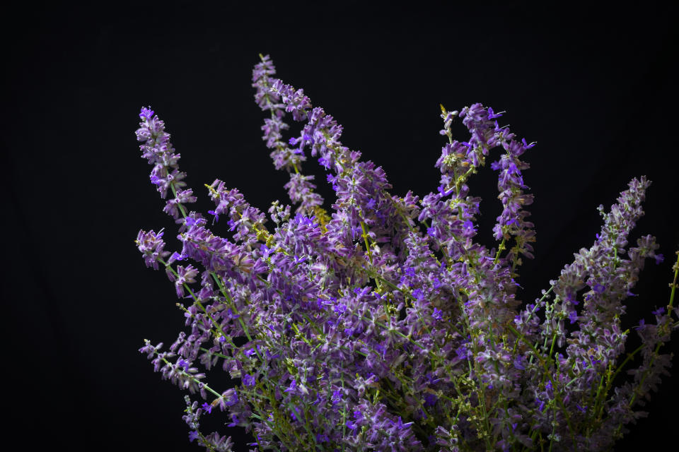 A lavender bouquet with a black background. (Photo: Gettyimages)