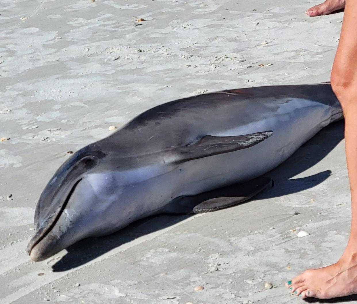 A dead dolphin lies on the beach on Thursday morning at Anastasia State Park.