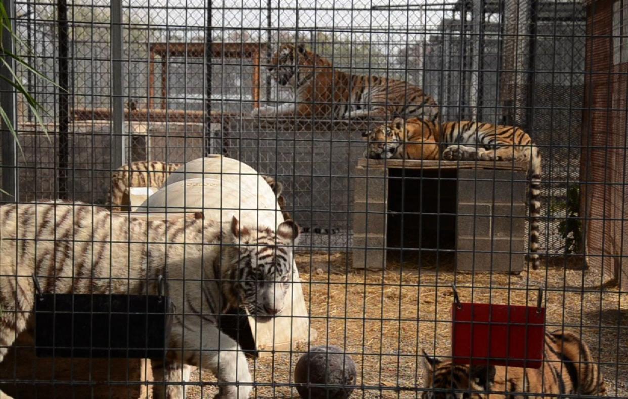 Roadside zoos like this one have become illegal in Indiana.