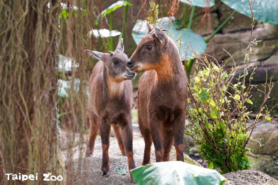 野山羊薇薇與女兒薇寶，接納皮蛋成為新家人。台北市立動物園提供