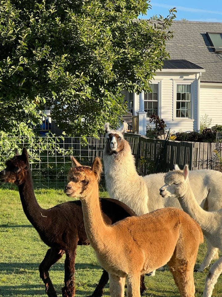 Plain View Farms in Hubbardston is the only alpaca farm in the Greater Gardner area. Owners Keith and Debbie Tetreault open their farm to the public every Sunday from 10 a.m. to 3 p.m.