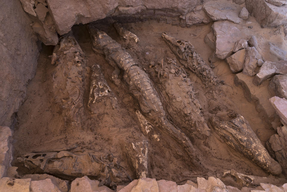 Momias de cocodrilos, que se estima tienen una antigüedad de 2500 años, descubiertas en una tumba en Qubbet el-Hawa, Egipto, en la orilla oeste del río Nilo. (Patricia Mora Riudavets vía The New York Times)