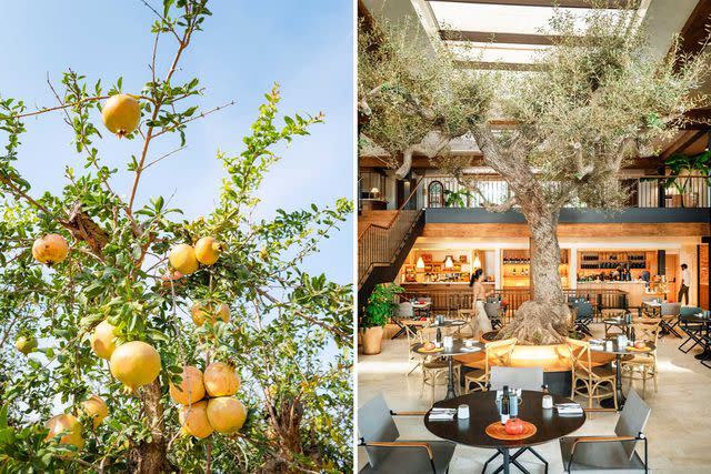 Gunnar Knechtel From left: Pomegranates ripening at Six Senses Ibiza; an olive tree forms the centerpiece of the Farmer's Market, a restaurant at Six Senses.