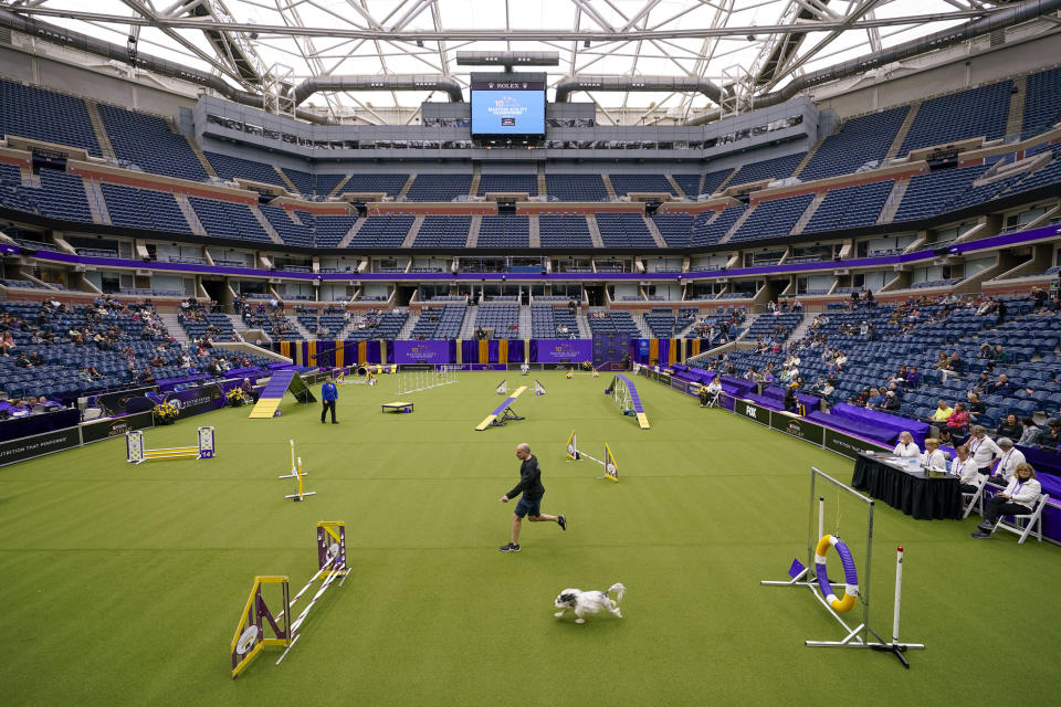 Un entrenador y su perro participan en la competencia preliminar de agilidad en el estadio Arthur Ashe durante el concurso 147mo. del Westminster Kennel Club Dog, el sábado 7 de mayo de 2023 en el Centro Nacional de Tenis Billie Jean King de la USTA en Nueva York. (AP Foto/Mary Altaffer)