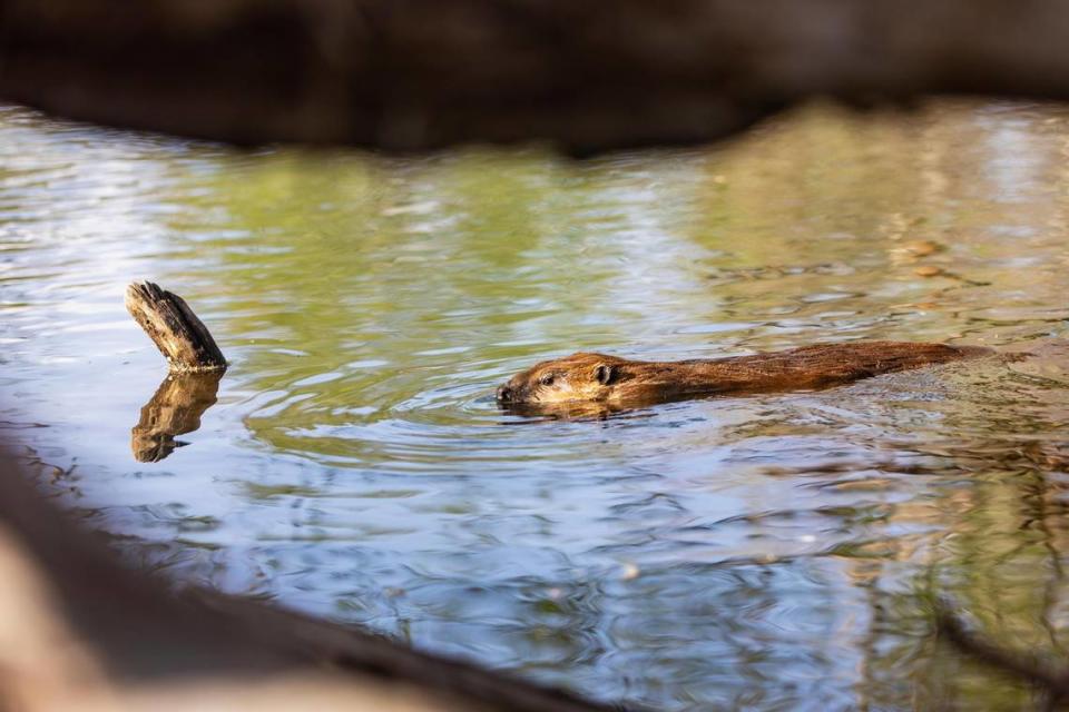 A beaver swims in the Boise River near 32nd Street in Garden City in April.