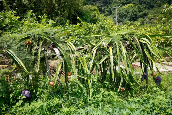 桃園大溪｜湳仔溝14號無菜單料理