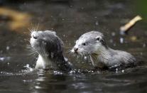 <p>Die zwei Otterbabys plantschen ausgelassen im Wasser. (Foto: AP Images) </p>