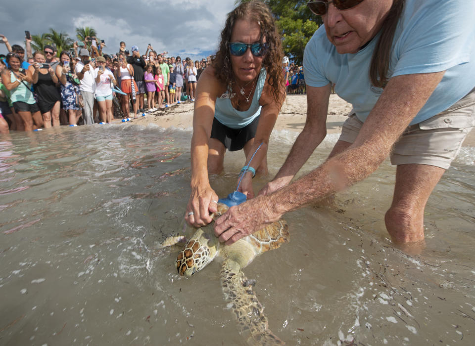 In this photo provided by the Florida Keys News Bureau, Bette Zirkelbach, left, and Richie Moretti, right, of the Florida Keys-based Turtle Hospital, release "Tortie," a juvenile green sea turtle, Friday, July 15, 2022, in Marathon, Fla. The reptile was found Dec. 1, 2021, unable to dive and afflicted with fibropapillomatosis -- a tumor-causing disease that develops from a herpes-like virus affecting sea turtles globally. After being treated at the hospital, "Tortie" was released to join the 15th annual Tour de Turtles, an online "race" that is to follow a dozen released turtles for three months. (Andy Newman/Florida Keys News Bureau via AP)