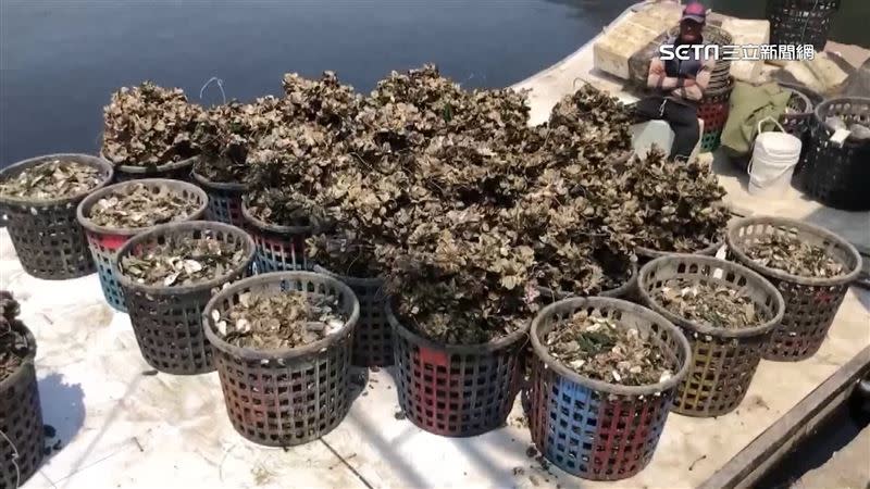 台南外海養殖的蚵仔大量爆殼，蚵農損失慘重。