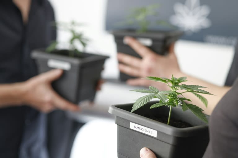 Members of the "Cantura e.V." club with cannabis plants in Munich -- clubs will be allowed to sell the drug in Germany starting July 1 (Michaela STACHE)