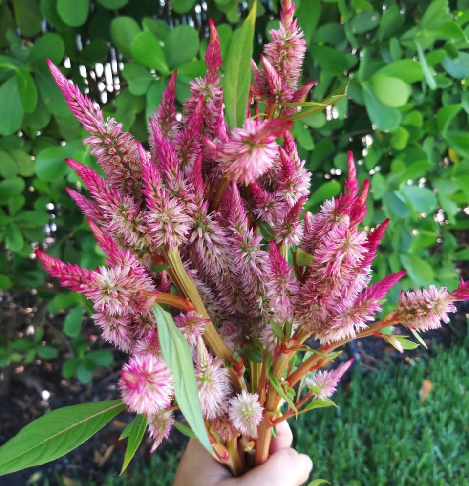 Celosia flowers grown in tank trials. Jazmin Locke-Rodriguez