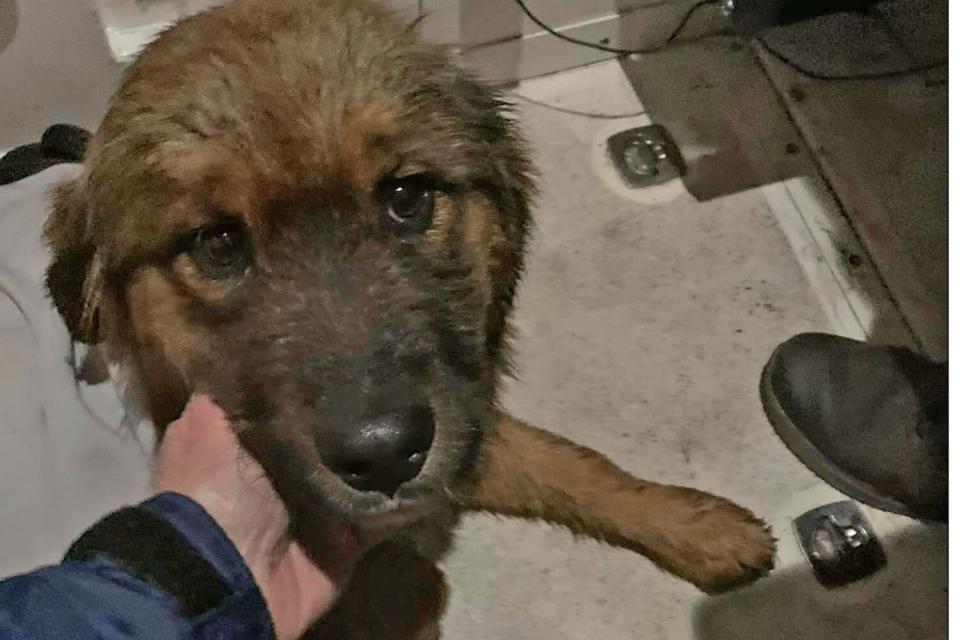 Dog Rescued by Volunteer Fighters