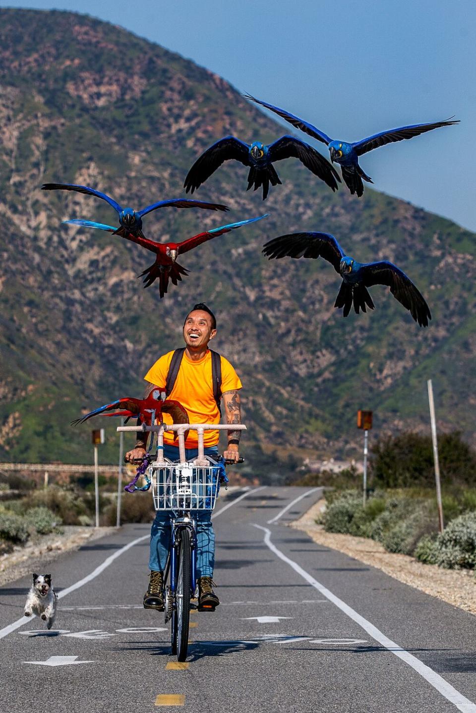 A man rides a bike toward the camera while a small dog runs along to the left, and five parrots fly above the man's head