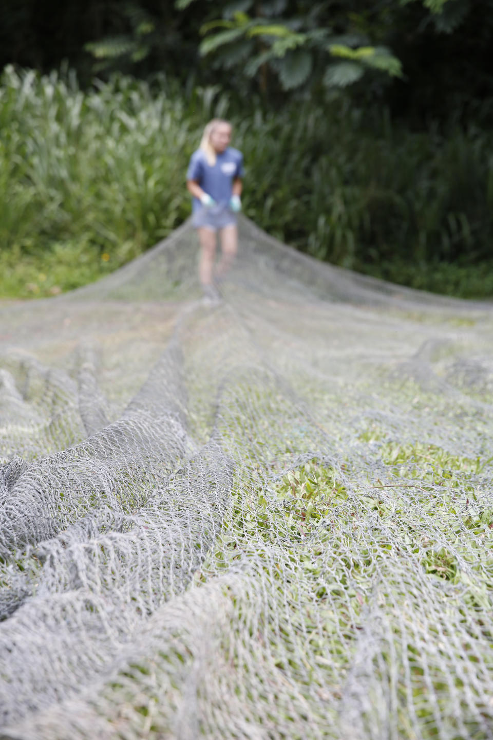 Raquel Corniuk estira una red de pescadores que está siendo estudiada en el Centro de Investigación de Desechos Marinos de la Universidad del Pacífico en Kaneohe, Hawái. Foto del 12 de mayo del 2021. (AP Photo/Caleb Jones).