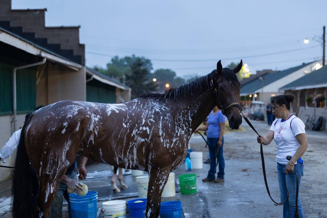 On the day of the 150th running of the Kentucky Derby at Churchill Downs, the horses are bathed after morning training.