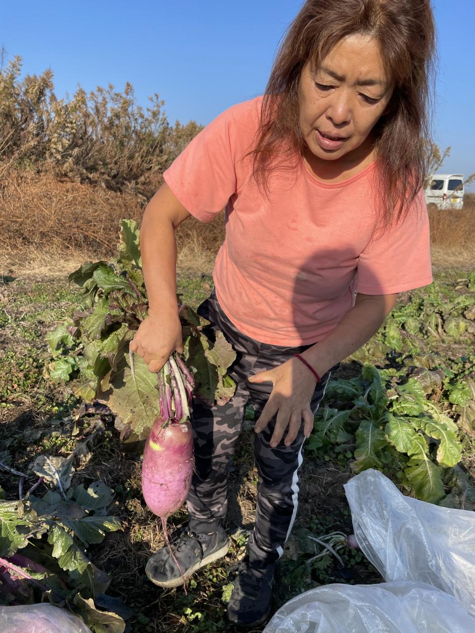 Farmer Tomoko Oshimo, 53, or Tomo-chan, harvests daikon radishes on her farm in Urawa, outside Tokyo, Japan. / Credit: CBS News