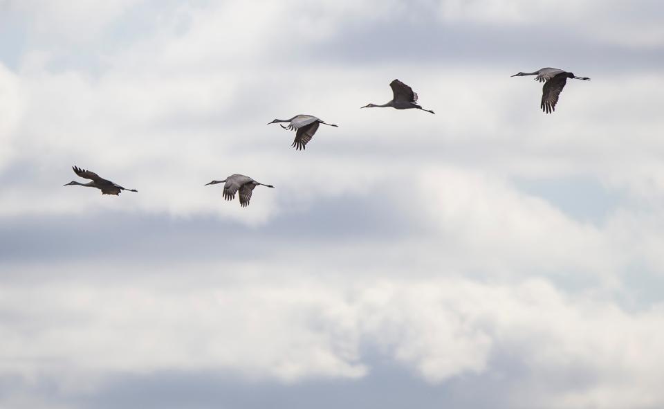 Sandhill cranes are at the height of their migration numbers at Jasper-Pulaski Fish and Wildlife Area in Medaryville, Ind. This shot is from 2020 in Walkerton.