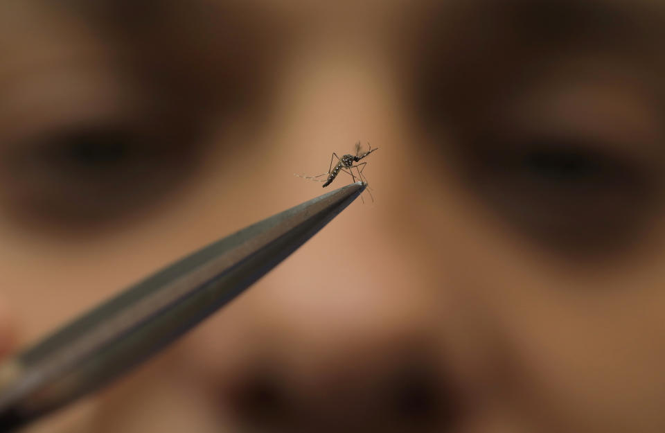 A lab technician holds a male mosquito in the World Mosquito Program's factory, in Medellin, Colombia, Thursday, Aug. 10, 2023. Scientists are breeding mosquitoes to carry the bacteria Wolbachia, which interrupts the transmission of dengue. (AP Photo/Jaime Saldarriaga)