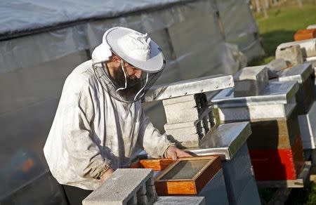 Fikret Duric checks a beehive in Gracanica village near Zivinice, February 17, 2016. REUTERS/Dado Ruvic