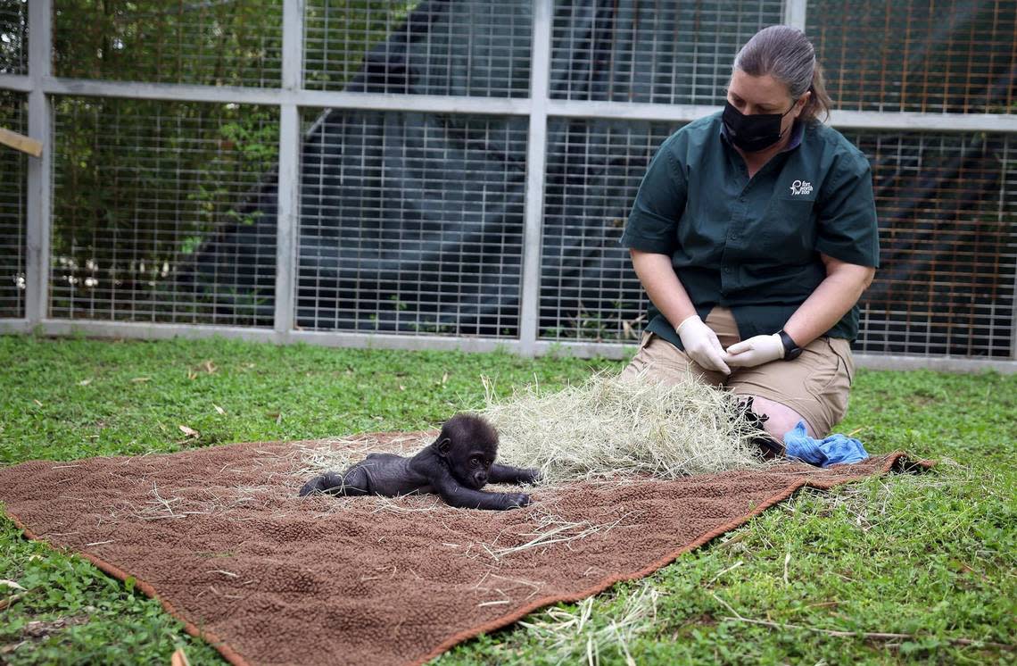 Gorilla keeper Angie Holmes watches as Jameela explores her surroundings on Wednesday at the Fort Worth Zoo. Jameela has been under the constant care of Holmes and a multitude of other zoo staff since she was born by Cesarean section.