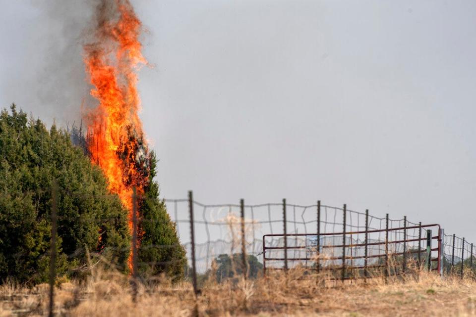 A juniper erupts with flames along NM 283 near Las Vegas, N.M., Thursday, May 5, 2022. Firefighters are trying to hold the Calf Canyon/Hermit Peak Fire at the road and not let it cross.