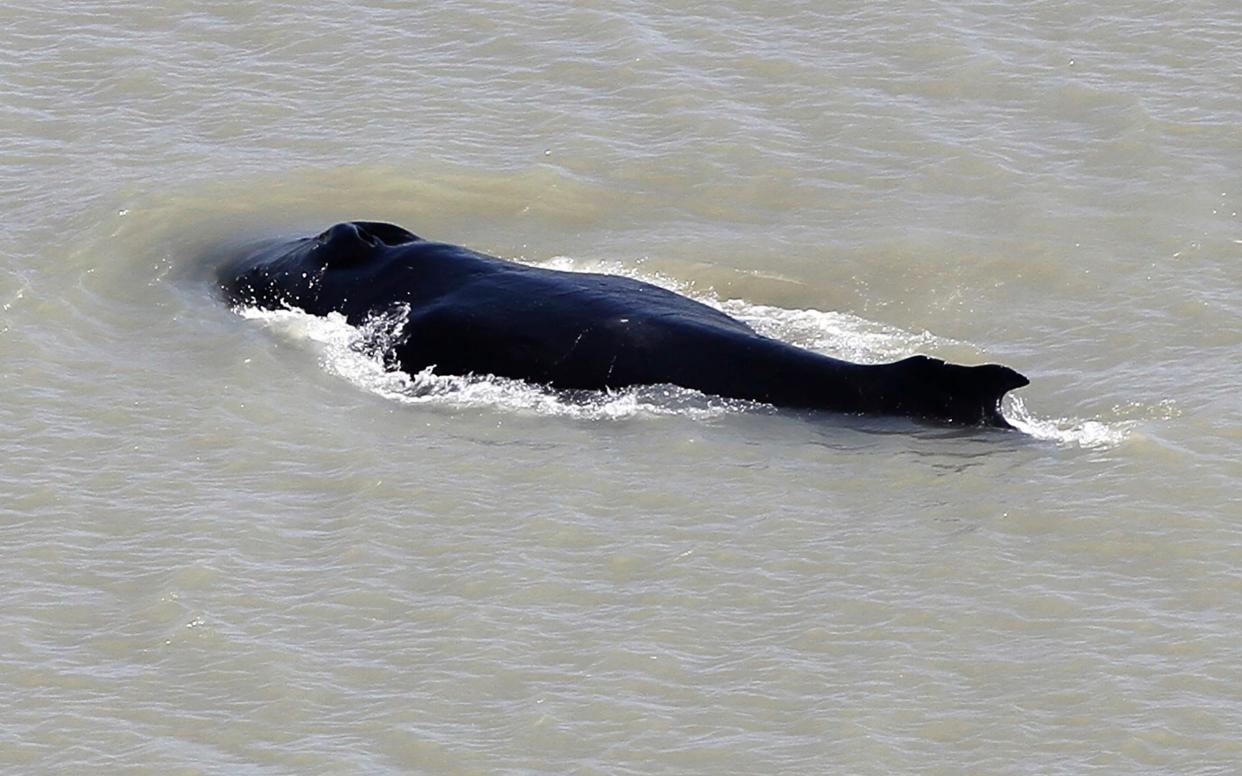 The humpback whale was spotted swimming in the East Alligator River - -/Northern Territory Government 