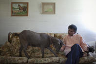 Cyrus Fakroddin and his pet goat Cocoa relax at their home in Summit, New Jersey April 7, 2012. Cocoa is a 3-year-old Alpine Pygmy mixed goat who lives with Cyrus in Summit, New Jersey. They frequently take trips into Manhattan to enjoy the city. Fakroddin has raised Cocoa since she was 2 months old and treats her like a human. He says that Cocoa can't sleep at night unless she has him in her sight. "Cocoa doesn't even know she is a goat and you see that in her, but she loves hanging out with people," Fakroddin said. Picture taken April 7, 2012. REUTERS/Allison Joyce (UNITED STATES - Tags: SOCIETY ANIMALS)