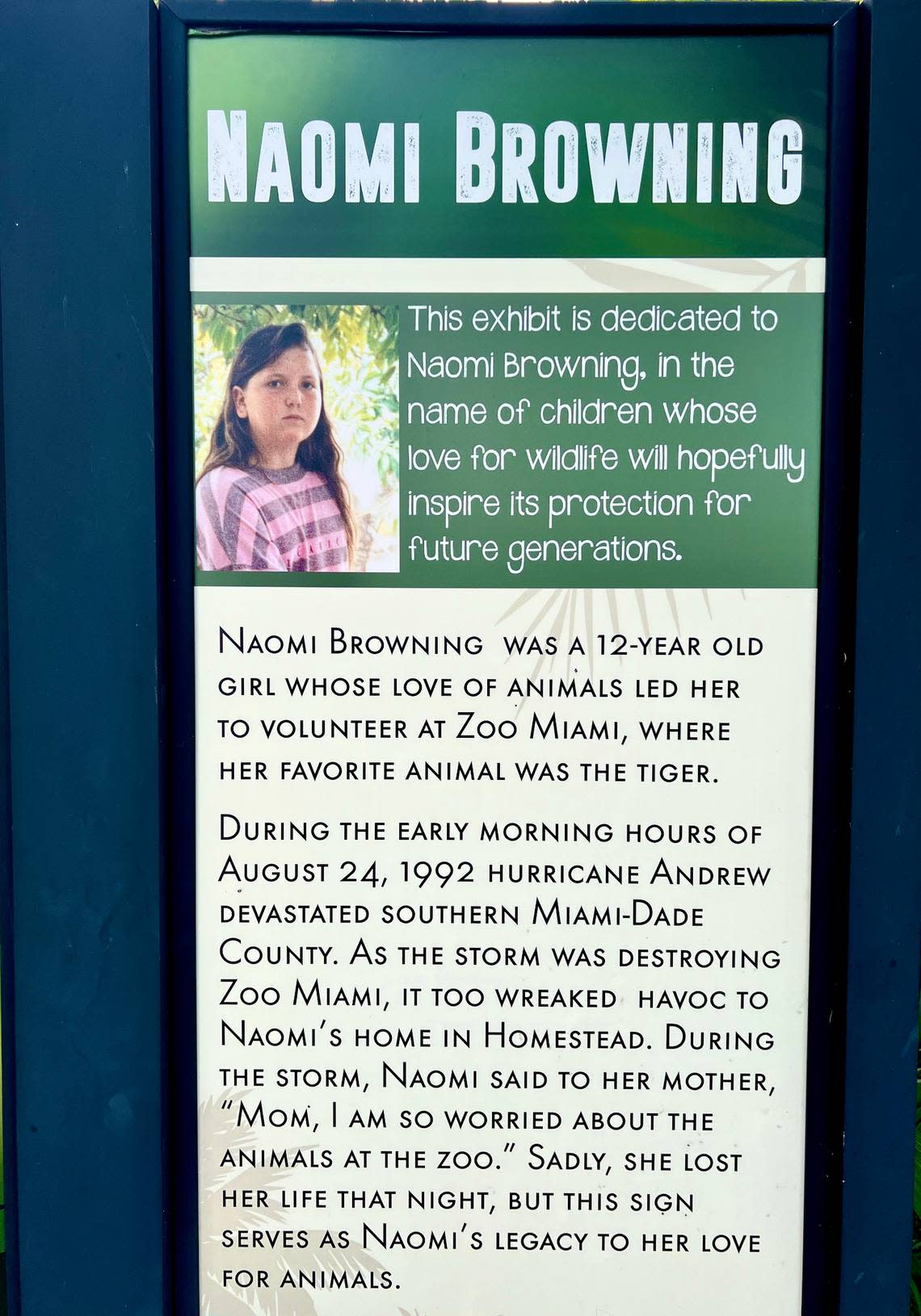 The Naomi Browning Tiger Temple at then-named Metrozoo was dedicated in December 1992 to honor the 12-year-old girl, a zoo volunteer, to serve as inspiration to all South Miami-Dade children. Naomi was killed during Andrew when a beam hurled through the roof of her Homestead home. Her namesake spot remains at Zoo Miami 30 years later and Naomi’s dedication to the zoo’s animals remains one of Ron Magill’s favorite memories.