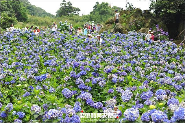 陽明山竹子湖繡球花地圖懶人包~2015/6/9花況（上篇）