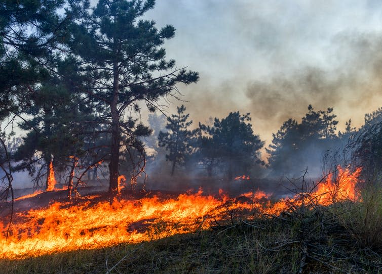 Fire burns the understory of a boreal woodland.