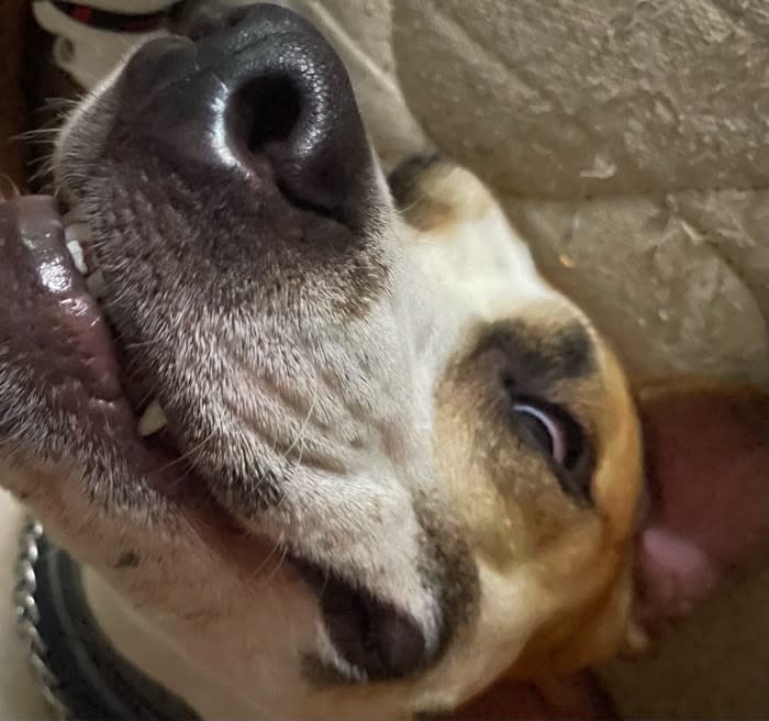Close-up of a happy dog smiling upside down, wearing a collar