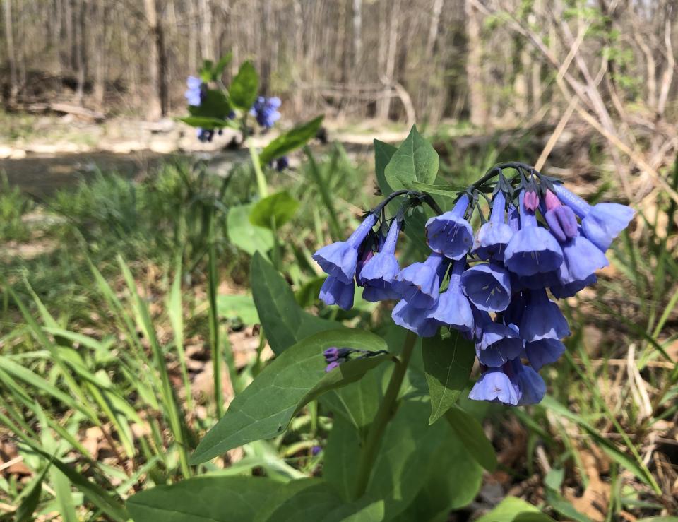 Folks come from all around come to see the bluebells in Mertensia Park in Farmington.