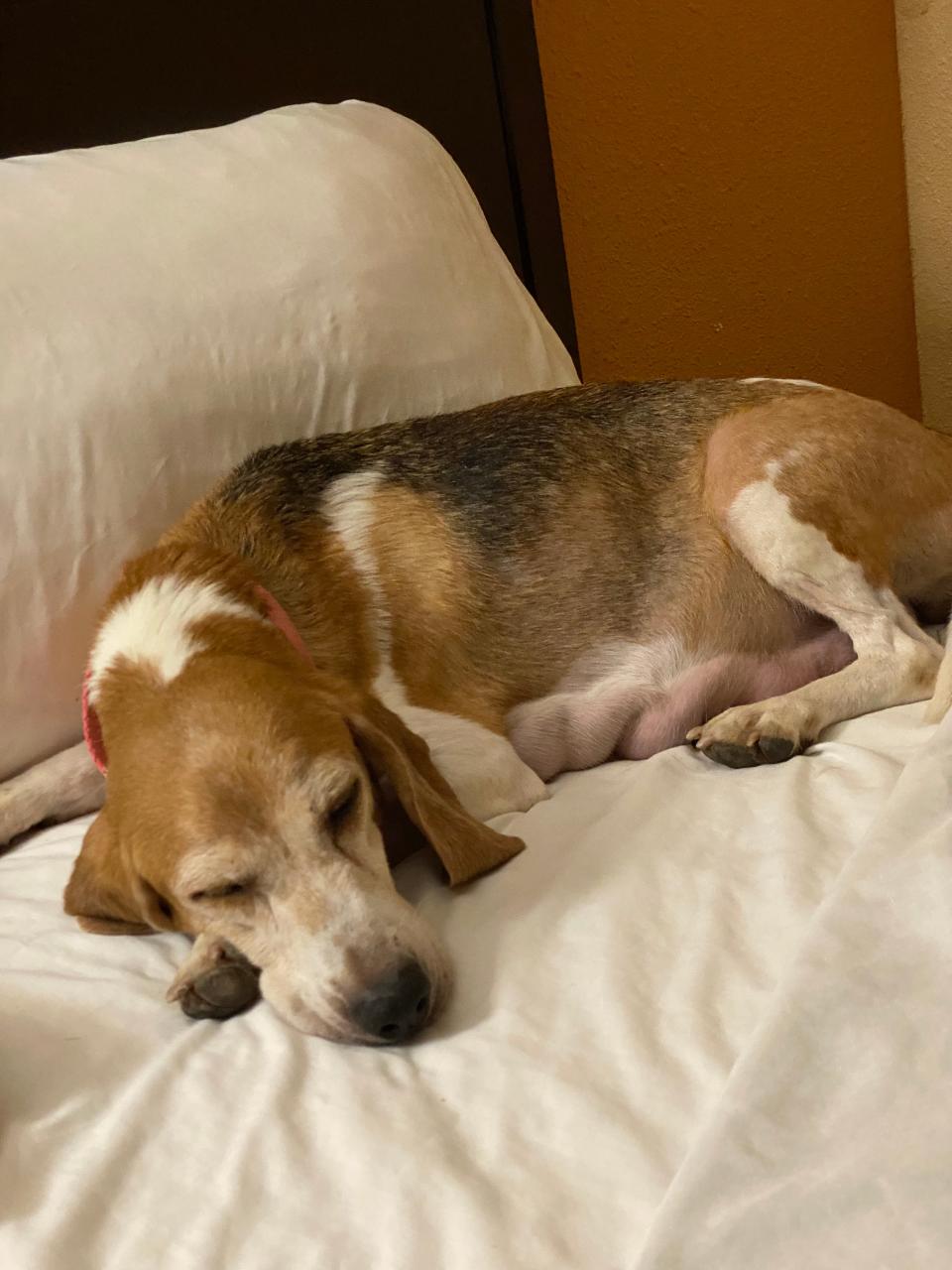 Mia, a beagle who was “tortured and abused” at a breeding facility in Virginia, was adopted by Prince Harry and Meghan, Duchess of Sussex, on Aug. 11. Mia is one of nearly 4,000 beagles that were rescued from the facility in late July.