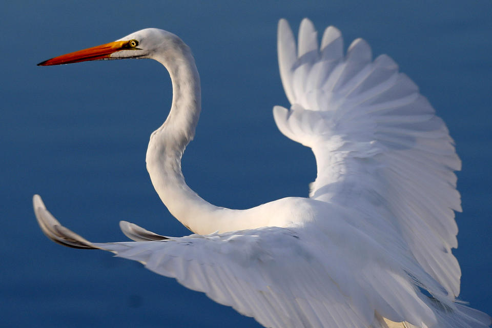 In this Friday, Nov. 1, 2019 photo a great egret takes flight at Lake Okeechobee in Clewiston, Fla. (AP Photo/Robert F. Bukaty)