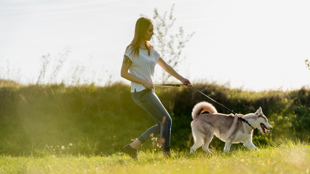  Dog pulling on leash with owner trailing behind 