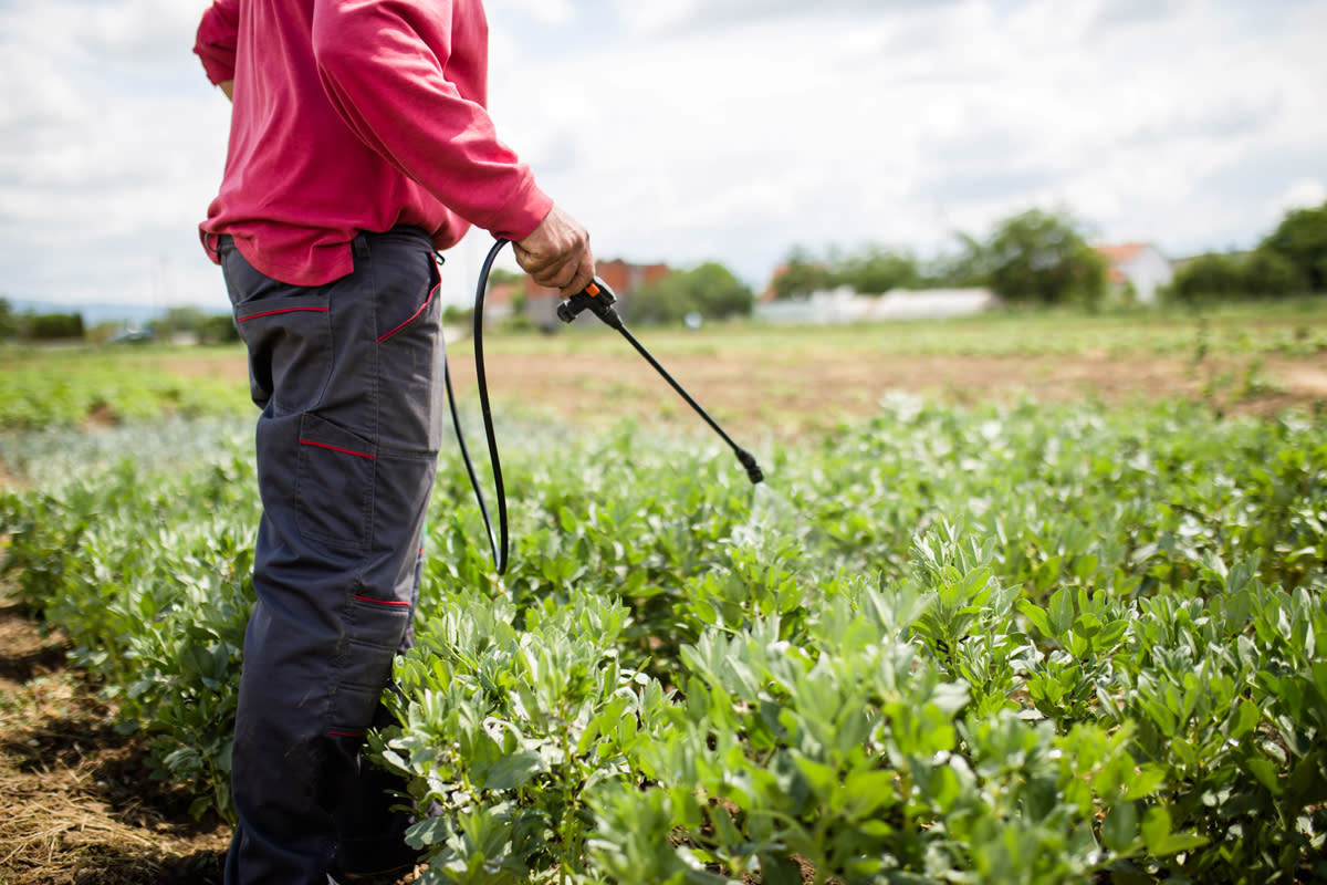 A man strays his garden with pesticide treatment. 