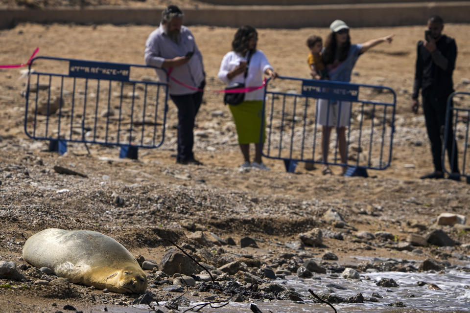 Yulia, an endangered Mediterranean monk seal rests on the beach in Tel Aviv, Israel, Tuesday, May 16, 2023. An unexpected visitor spotted sunbathing on a beach in the Israeli city of Tel Aviv is turning heads and causing a media buzz. The seal cow first appeared south of Tel Aviv's main beachfront last Friday, drawing clusters of curious onlookers to the rocky beach south of Jaffa's historic center on Tuesday. (AP Photo/Ariel Schalit)