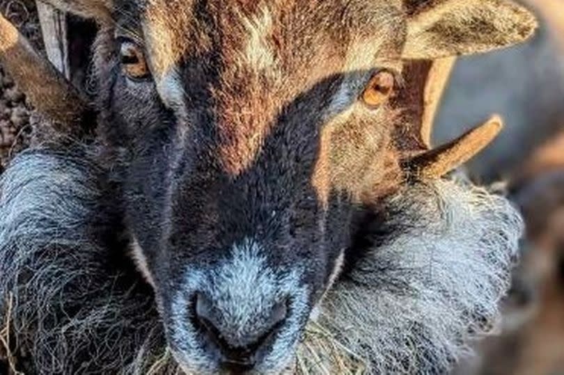 Some of the sheep - rams, ewes and lambs - stolen from a field in Tunbridge Wells - a beautiful brown ram with very curly, ornate horns, on grass with vibrant blue sky behind