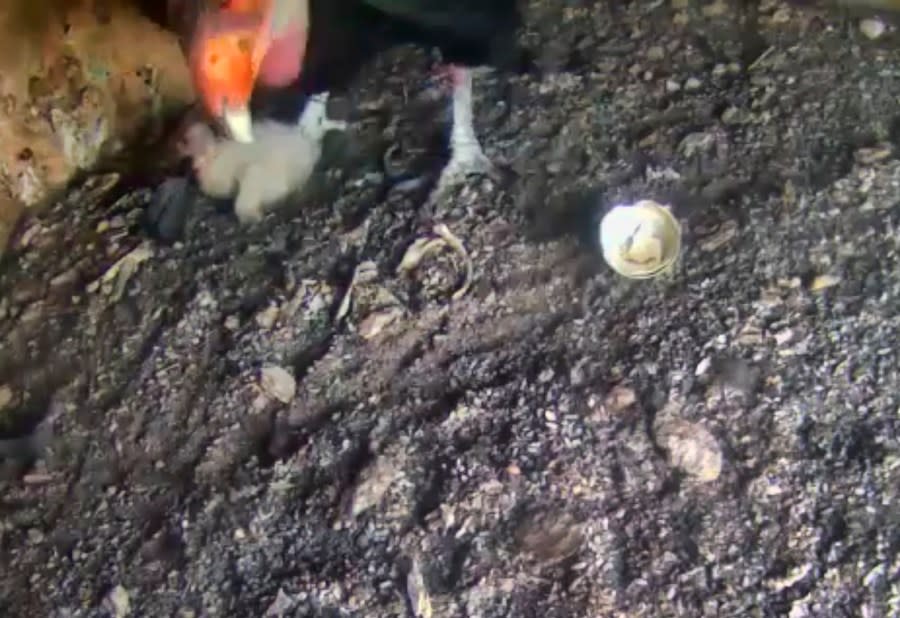 In this image provided by the National Park Service a California condor nestling is seen on the Pinnacles National Park web cam on April 19, 2021. A California condor egg hatched in Northern California’s wild, a new member of Pinnacles National Parks condor recovery program. The egg hatched April 12, 2021 after two months of round-the-clock incubation by both parents who protected their fragile egg from the elements and potential predators, park rangers said in a social media post. (National Park Service via AP)