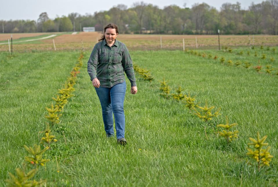 Elise Koning walks through a field of baby Christmas trees on her family farm.